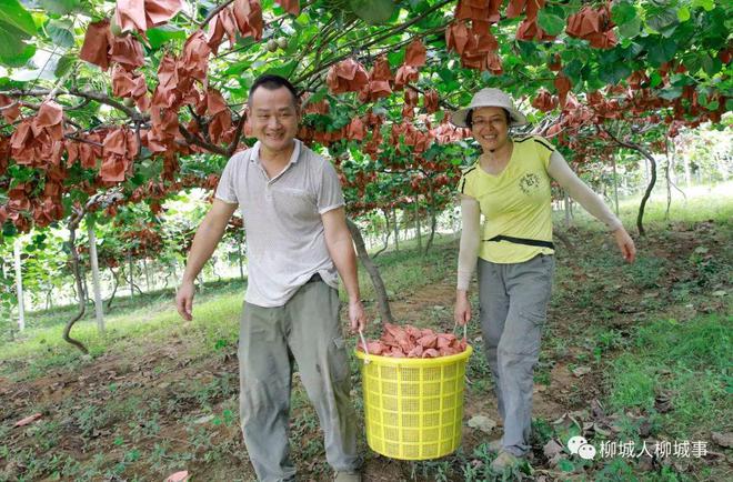 pg娱乐电子游戏柳城猕猴桃好吃到停不下来连吃3年都不腻(图6)