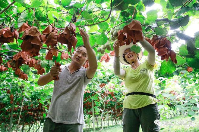 pg娱乐电子游戏柳城猕猴桃好吃到停不下来连吃3年都不腻(图5)