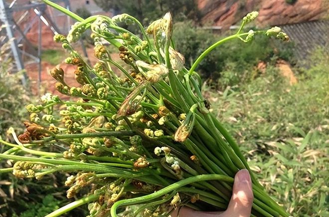 pg电子平台春天能吃的野菜“大全”全吃过才是正宗的农村人(图4)