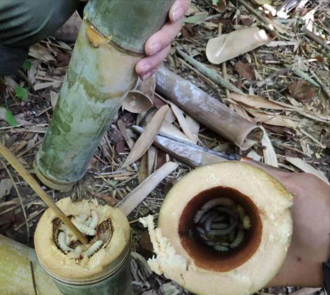 pg电子娱乐平台农村竹子里有种寄生的虫子长大成竹蜂虫卵时油炸吃很脆也美味(图2)